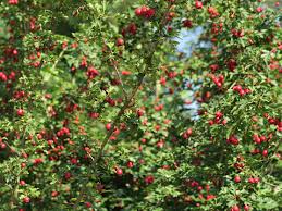 Attēlu rezultāti vaicājumam “Crataegus x macrocarpa fruit”