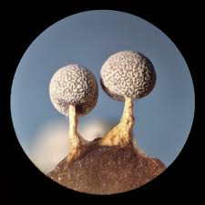 Attēlu rezultāti vaicājumam “Physarum globuliferum”