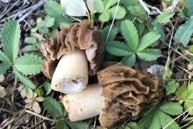 Attēlu rezultāti vaicājumam “Verpa bohemica”