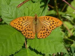 Attēlu rezultāti vaicājumam “Argynnis paphia male”