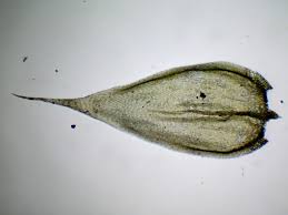 Attēlu rezultāti vaicājumam “Brachythecium albicans”