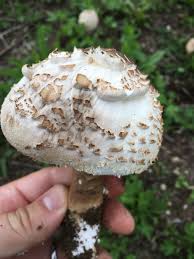 Attēlu rezultāti vaicājumam “Macrolepiota rhacodes”