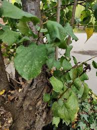 Attēlu rezultāti vaicājumam “Prunus domestica subsp. insitita fruit”