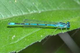 Attēlu rezultāti vaicājumam “Coenagrion armatum male”