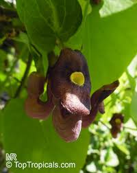 Attēlu rezultāti vaicājumam “Aristolochia durior flower”