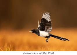 Attēlu rezultāti vaicājumam “Pica pica”