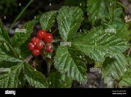 Attēlu rezultāti vaicājumam “Rubus saxatilis fruit”