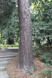 Attēlu rezultāti vaicājumam “Larix decidua var. polonica”