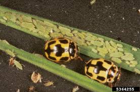 Attēlu rezultāti vaicājumam “Propylea quatuordecimpunctata”