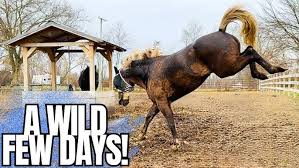 Image result for Claire Crosbie TaeKwon-Do Schools