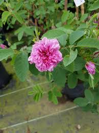 Attēlu rezultāti vaicājumam “Rosa majalis”