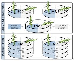 Attēlu rezultāti vaicājumam “Campyliadelphus elodes”
