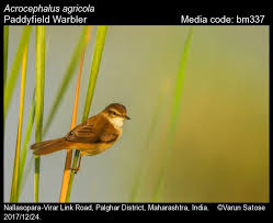 Image result for Acrocephalus agricola