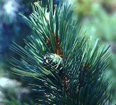 Attēlu rezultāti vaicājumam “Pinus pumila”