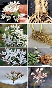 Image result for Allium tuberosum