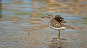 Attēlu rezultāti vaicājumam “Actitis hypoleucos”