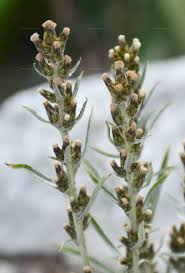 Attēlu rezultāti vaicājumam “Gnaphalium sylvaticum flower”
