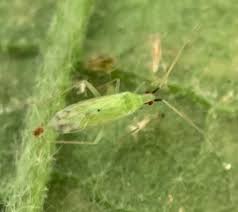 Attēlu rezultāti vaicājumam “Licea pygmaea macro”