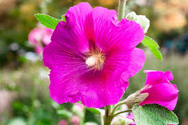 Image result for Malva alcea
