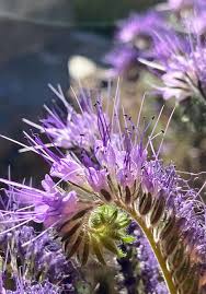 Attēlu rezultāti vaicājumam “Phacelia tanacetifolia”