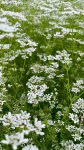 Attēlu rezultāti vaicājumam “Robinia neomexicana flower”