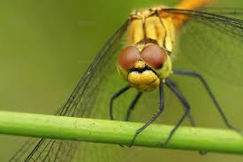 Attēlu rezultāti vaicājumam “Sympetrum sanguineum”