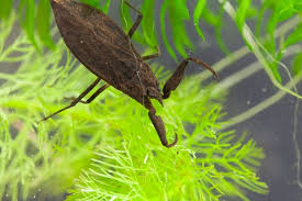 Attēlu rezultāti vaicājumam “Nepa cinerea”