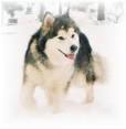 Alaskan Malamute Information and Pictures, Alaskan Malamutes