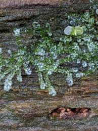 Attēlu rezultāti vaicājumam “Calypogeia azurea cells”