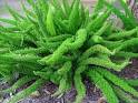 <b>Asparagus fern</b> is an