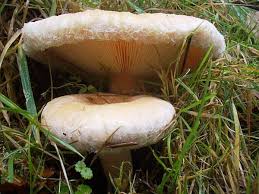 Attēlu rezultāti vaicājumam “Lactarius torminosus”