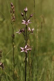 Attēlu rezultāti vaicājumam “Swertia perennis”