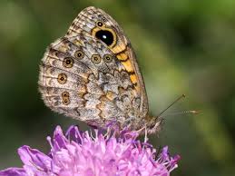 Attēlu rezultāti vaicājumam “Lasiommata megera male”