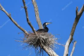 Attēlu rezultāti vaicājumam “Phalacrocorax carbo nest”
