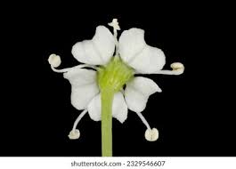 Attēlu rezultāti vaicājumam “Peucedanum oreoselinum flower”