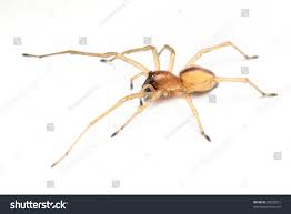 Attēlu rezultāti vaicājumam “Miturgidae”