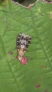 Attēlu rezultāti vaicājumam “Trypetoptera punctulata”