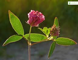 Attēlu rezultāti vaicājumam “Trifolium medium bud”