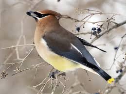 Attēlu rezultāti vaicājumam “Bombycilla garrulus adult”