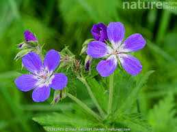 Attēlu rezultāti vaicājumam “Geranium sylvaticum”