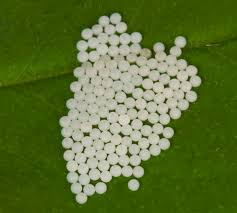 Attēlu rezultāti vaicājumam “Mamestra brassicae pupa”