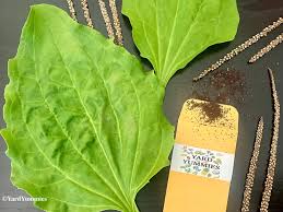 Attēlu rezultāti vaicājumam “Plantago major leaf”