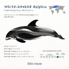 Image result for Lagenorhynchus albirostris