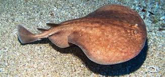 Image result for Torpedo marmorata