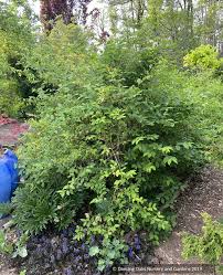 Attēlu rezultāti vaicājumam “Lonicera”