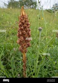 Attēlu rezultāti vaicājumam “Orobanche elatior”