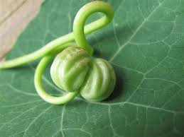 Attēlu rezultāti vaicājumam “Tropaeolum majus fruit”