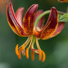 Image result for Lilium martagon `Arabian Night`