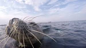 Image result for Apneists UK