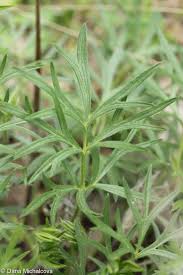 Attēlu rezultāti vaicājumam “Pulsatilla pratensis fruit”